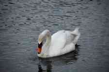 Myrtle Beach: lake, bird, Swan
