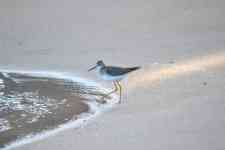 North Myrtle Beach: bird, feathers, beak
