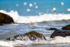 North Myrtle Beach: beach, waves, bird