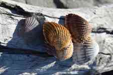 North Myrtle Beach: log, seashells, hulls