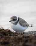 North Myrtle Beach: bird, ornithology, plover