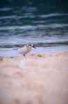 North Myrtle Beach: bird, animal, sanderling
