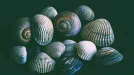 North Myrtle Beach: #shells, shellfish, flotsam