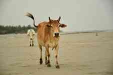 North Myrtle Beach: beach, Cows, cattle
