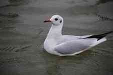 North Myrtle Beach: bird, animal, seagull