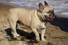 North Myrtle Beach: dog, animal, Bulldog