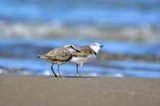 North Myrtle Beach: bird, ornithology, kentish plover