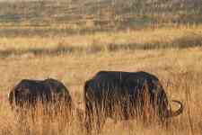 North Myrtle Beach: Buffalo, mammal, african buffalo