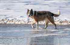 Myrtle Beach: beach, water, dog