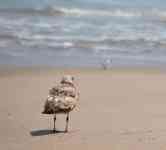 Myrtle Beach: seagull, gull, shorebirds
