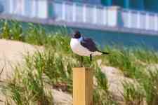 Myrtle Beach: nature, photography, bird