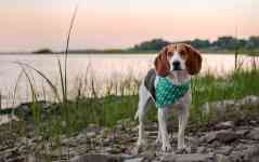 North Myrtle Beach: dog, pet, beagle
