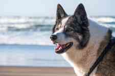 Myrtle Beach: beach, water, dog
