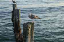 Myrtle Beach: sea, bird, gull