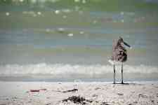 Myrtle Beach: bird, seabirds, sandpiper