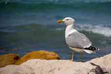 Myrtle Beach: bird, seagull, gull