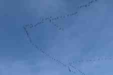 North Myrtle Beach: Cranes, migratory birds, bird migration