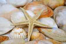 Myrtle Beach: Starfish, shellfish, scallop