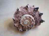 North Myrtle Beach: beach, shell, spiral