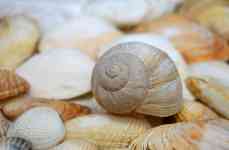Myrtle Beach: Mollusk, shellfish, scallop