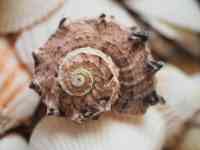 North Myrtle Beach: spiral, sea shells, shellfish
