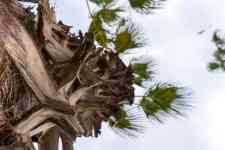 North Myrtle Beach: palm trees, tree, palm