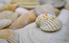 Myrtle Beach: shell, shellfish, mollusc