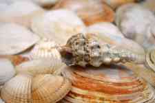 Myrtle Beach: shell, Mollusk, shellfish