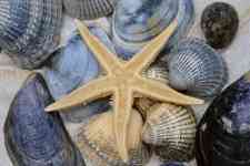 Myrtle Beach: Mollusk, Starfish, shellfish