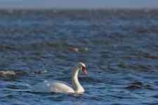 Myrtle Beach: lake, Swan, mute swan