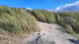 Myrtle Beach: Grass, Coast, sand dunes