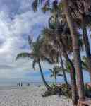 North Myrtle Beach: palm trees, beach, tropical