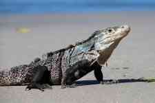 Myrtle Beach: iguana, lizard, reptile