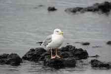 Myrtle Beach: bird, animal, seagull