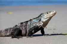 North Myrtle Beach: iguana, lizard, reptile
