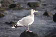 North Myrtle Beach: bird, animal, seagull