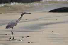 North Myrtle Beach: bird, egret, heron