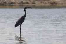 North Myrtle Beach: lake, bird, heron