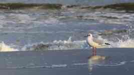 North Myrtle Beach: sea, bird, seagull