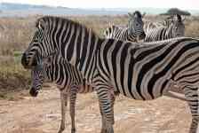 North Myrtle Beach: animal, zebra, mammal