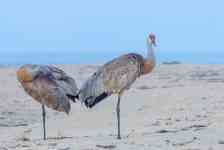 North Myrtle Beach: birds, crane, Sandhill Cranes