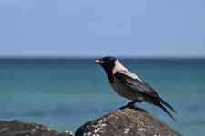 North Myrtle Beach: bird, animal, jackdaw