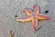 Myrtle Beach: nature, beach, Starfish