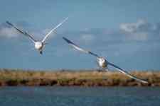 North Myrtle Beach: nature, birds, Seagulls