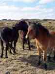 North Myrtle Beach: horses, shetland pony, dartmoor pony