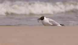Myrtle Beach: bird, animal, gull