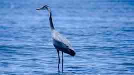 Myrtle Beach: bird, Blue Heron, heron
