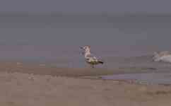 Myrtle Beach: bird, animal, gull
