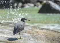 Myrtle Beach: bird, heron, pacific reef heron